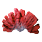黑色沙漠 紅珊瑚