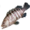 黑色沙漠 岩石斑魚