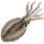 黑色沙漠 甲魷魚
