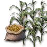 黑色沙漠耕種用玉米